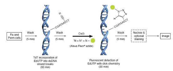 a fluorescent probe is conjugated onto a DNA strand by CuAAC