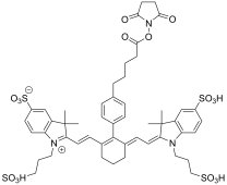 Cy7 NHS Ester
