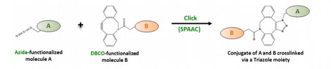 Strain-Promoted Azide-Alkyne Cycloaddition - DBCO-Azide