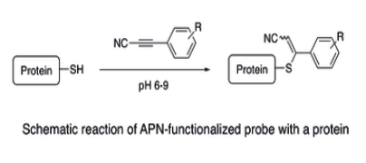 APN-Cysteine Conjugations