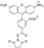 5-Carboxyrhodamine 110 NHS Ester