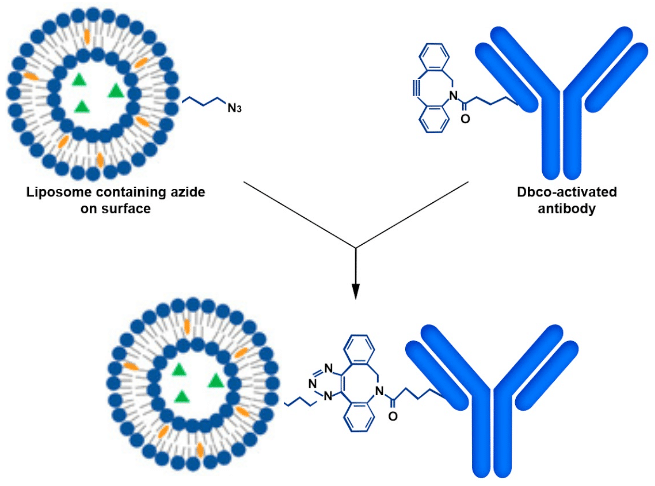 liposome-antibody DBCO-Azide Conjugate