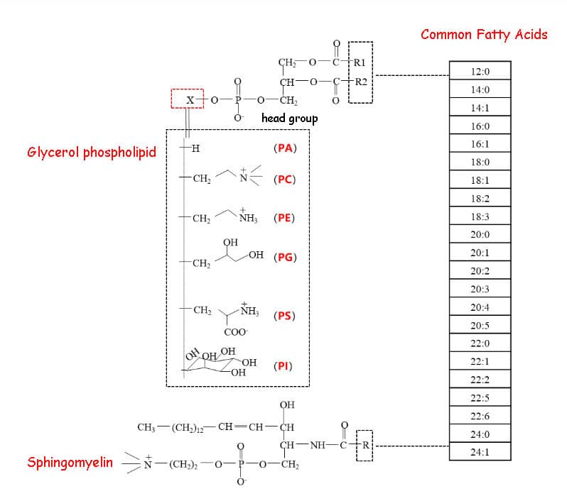 phospholipids classification