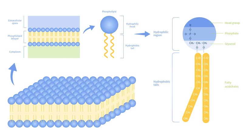 what are phospholipids